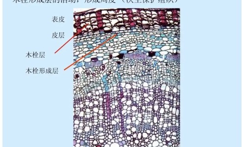 足底筋膜炎的中药治疗网 - 足底筋膜炎挂什么科室的号,足底筋膜炎用什么药